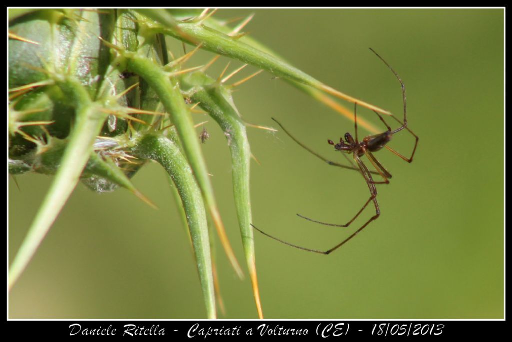 Maschio di Tetragnatha sp. - Capriati a Volturno (CE)